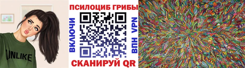 Псилоцибиновые грибы Psilocybe  Горно-Алтайск 